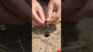 Ground Wasp POV: Inside a Hidden Underground Nest! 🐝 | Real Micro Camera Documentary (9:16)📝