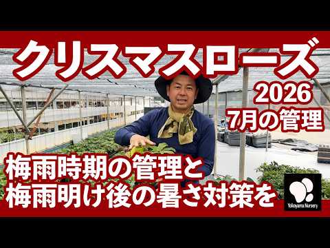 クリスマスローズ室内栽培のコツ5選！初心者でも失敗しない育て方