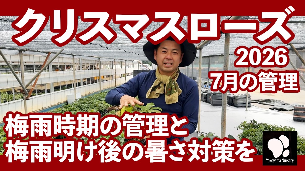 クリスマスローズ 7月の管理 ◇横山園芸 公式◇【2026】 - YouTube