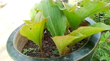 cây phong thủy chiêu tài - cây ngãi đen  - cay keo khach - thay loc tien sinh