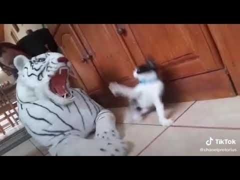 Kedi ve Kaplan Komik Sahne