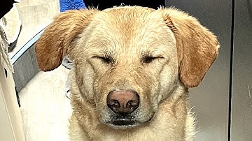 We adopted this shy shelter dog. Here