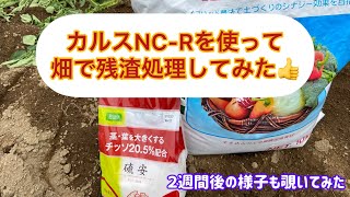 カルスNCRを使って畑で残渣処理してみた