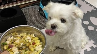 When your dog's favorite food is right in front of you and you say 'wait'... by マルチーズのナナ 13,561 views 3 weeks ago 5 minutes, 4 seconds