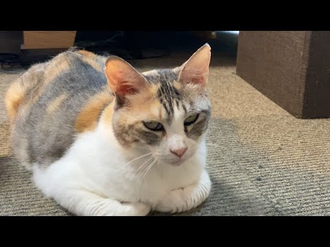 やまねこ と 猫 youtube