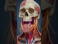 Cervicofacial anatomy in 3D: jaw, nerves, and blood flow explained clearly! ai generated