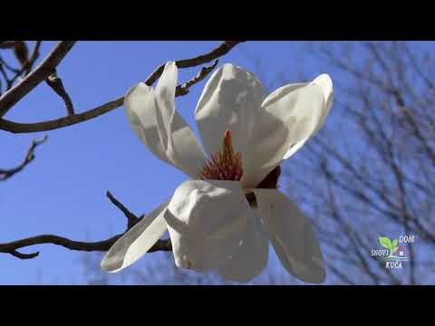 Video: Sorte listopadne magnolije – spoznajte drevesa listavcev magnolije