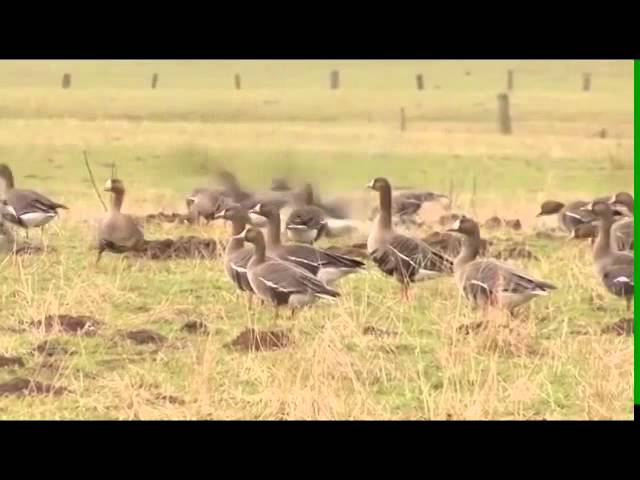 Белолобый гусь Охотникам на заметку