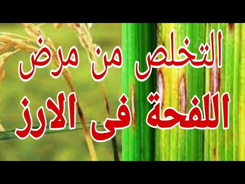 فيديو: ما هو مرض اللفحة في النباتات؟