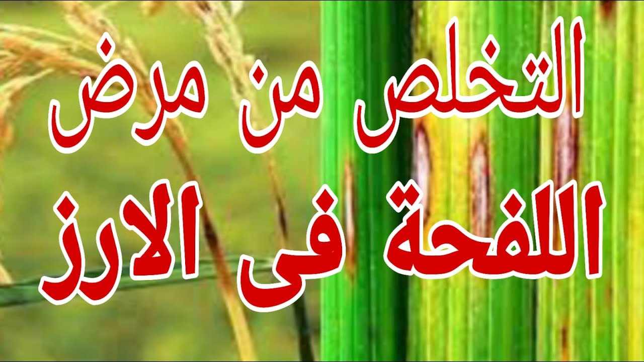 علاج اللفحة في الارز اعراض الاصابة بمرض اللفحة المبيدات المعتمدة