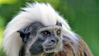 Cotton-Top Tamarin (Punk Rock Hairstyle Monkey) by 3 Minutes Nature 2,296 views 2 years ago 3 minutes