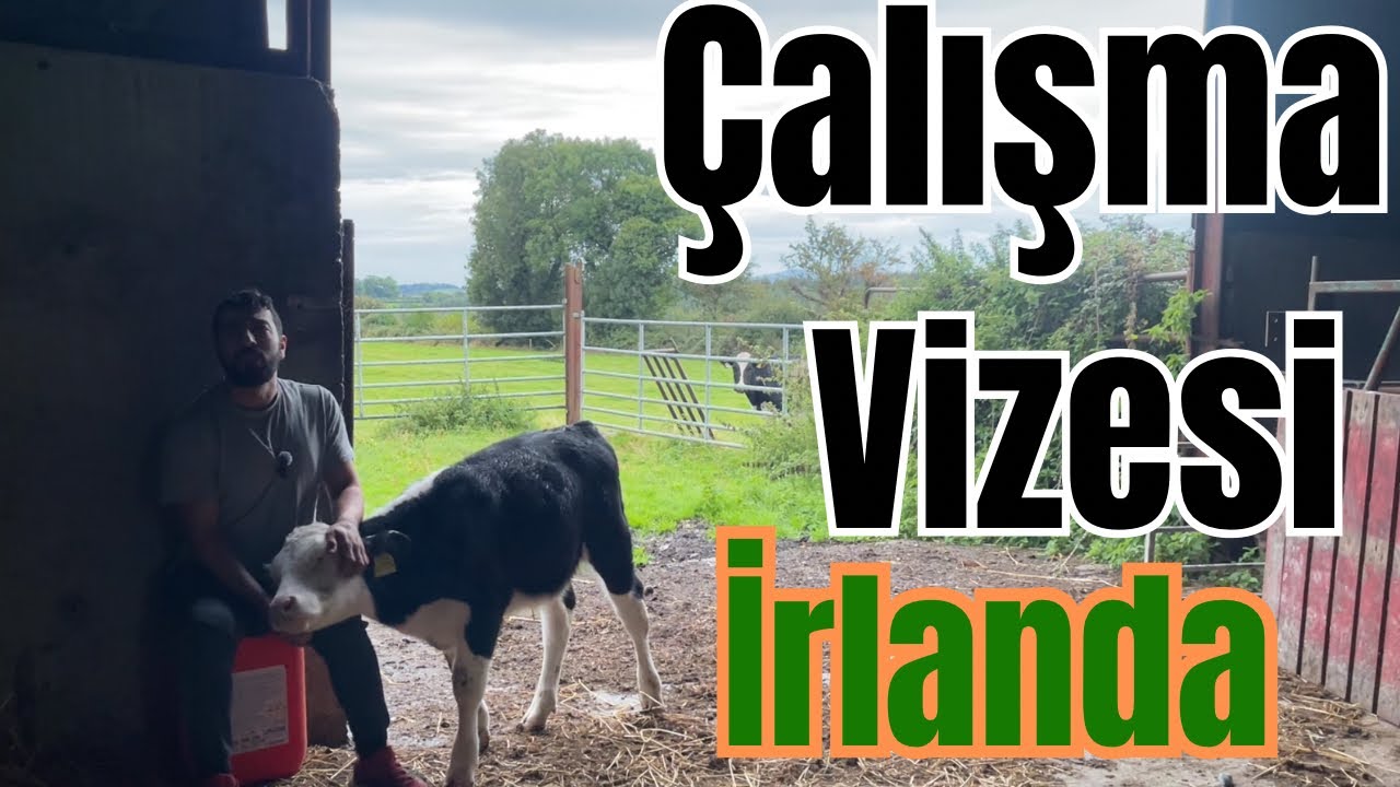 İrlanda’ya Nasıl Geldim, Çalışma İzni Yolları, Çiftlik İşi Nasıl Bulunur. 3 Önemli Konu 1 Video.