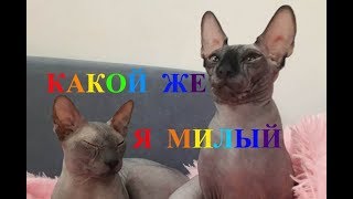 КАКОЙ ЖЕ Я МИЛЫЙ