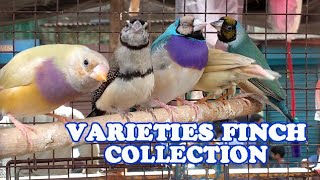 Download lagu VARIETIES FINCH COLLECTION IN KOLKATA BIRDS MARKET VARIETIES FINCH COLLECTION IN KOLKATA BIRDS MARKET