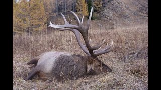 Maral Stag hunt Kazakhstan 2011