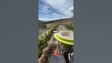 Hoe wijngaarden de bodem op peil houden #shorts