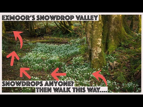 You have GOT TO VISIT this place....SNOWDROP VALLEY