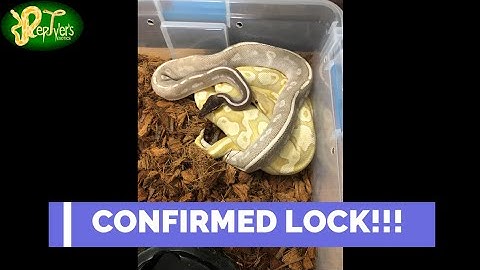 First Pairing of 2023 - Belle and Cloud #breeding #ballpython #pairing