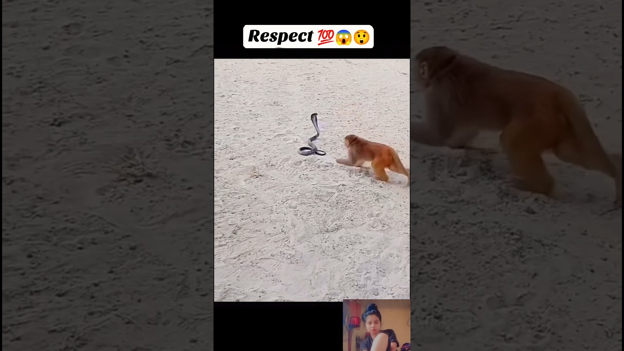 cobra vs monkey respect videos 💯😍🙏🔥 respect shorts videos💯💯💯