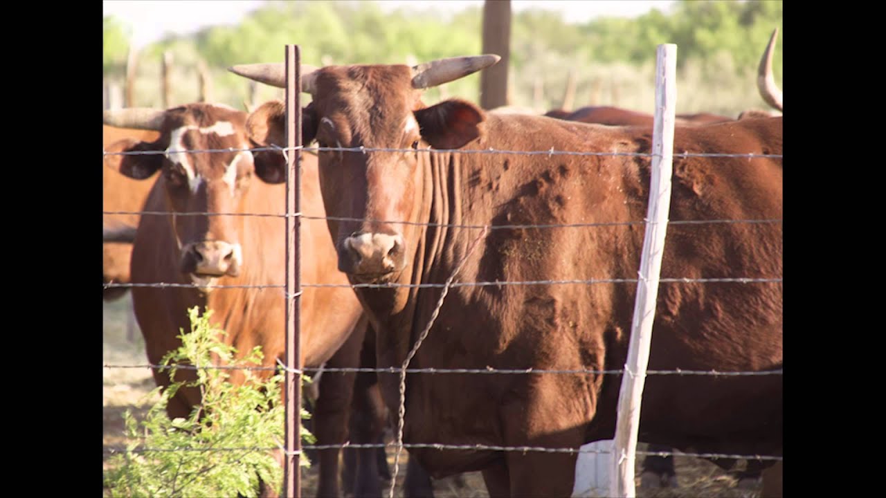 West Texas Cowboy YouTube