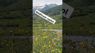 This town is the wildflower capitol of the United States. #wildflowers #colorado #crestedbutte