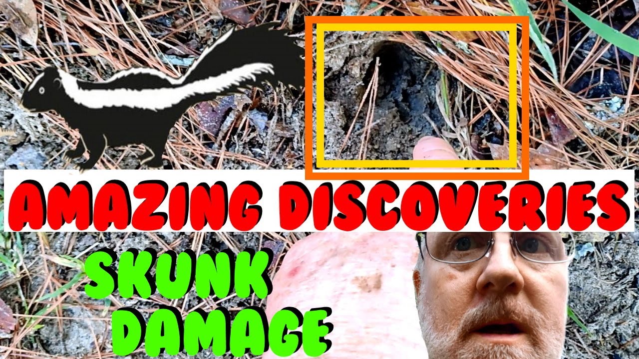 This is Skunk Yard Damage / Amazing Discoveries YouTube