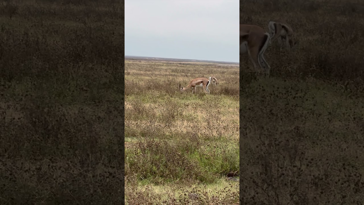 Ngorongoro Crater Tanzania Safari Game Drive Experience!