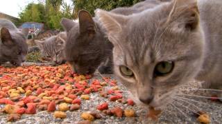 Feral Cat Clinic Needs Your Help - Urgent Message from FixNation by FixNationClinic 3,104 views 12 years ago 2 minutes, 57 seconds