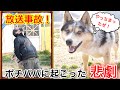 ネグレクトされていた保護犬シュンくんの動画撮影中ポチパパさんに悲劇が起きてしまいました・・