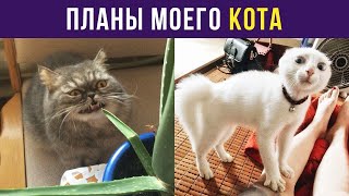 МЕМЫ ПРО КОТОВ!