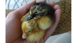 Duckling and Chick Update