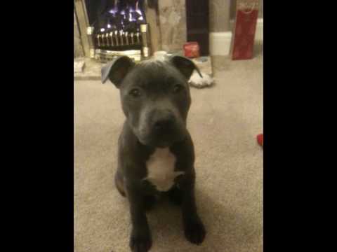 4 month old staffy pup