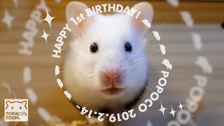 ポポコの誕生日とポポコの秘密。【ゴールデンハムスター】/Hamster POPOCO, Happy 1st Birthday.