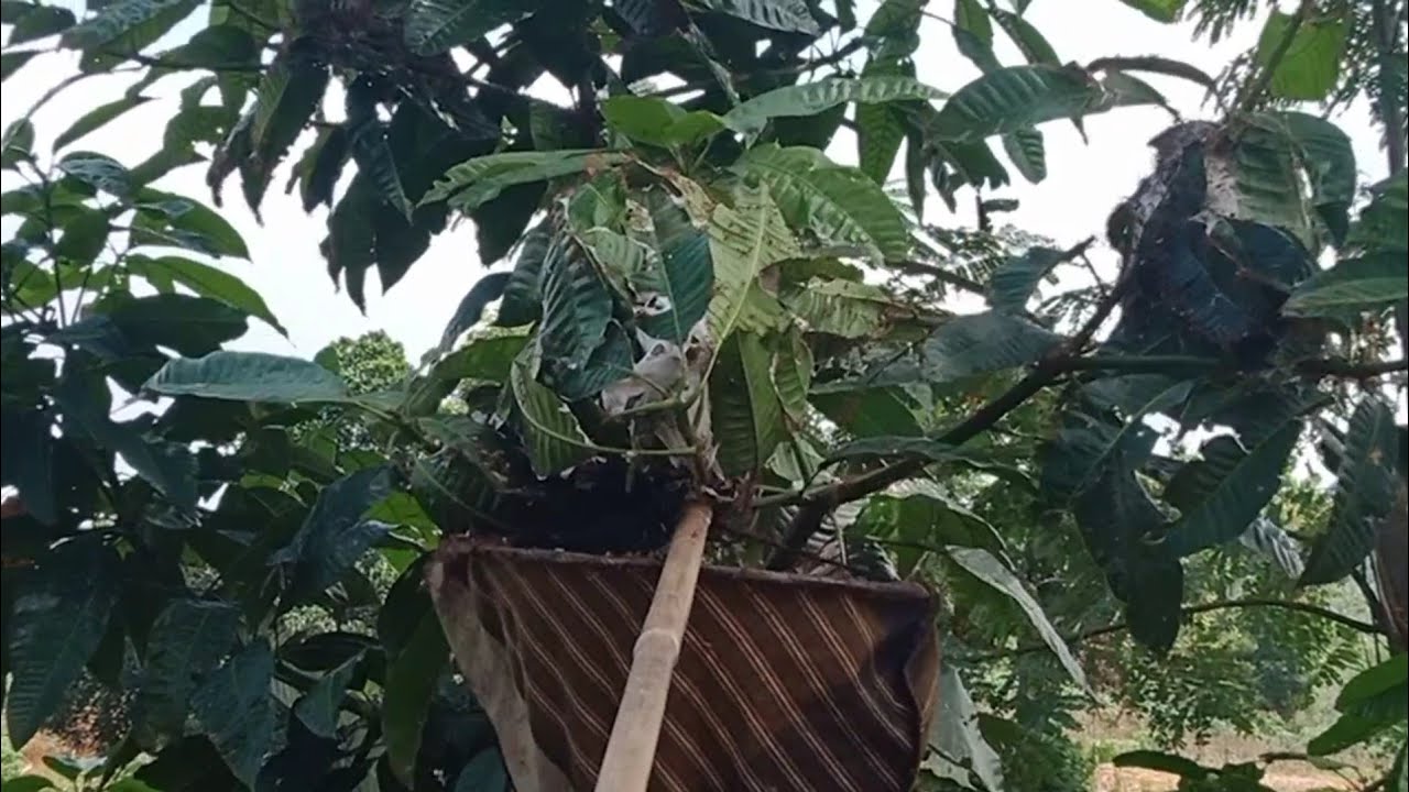 SARANG KROTO SUPER DI POHON MANGGA