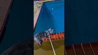 Lets go?✨ mainecoon mainecoonlove mainecoonkitten bigtail catoutside pool discover cats