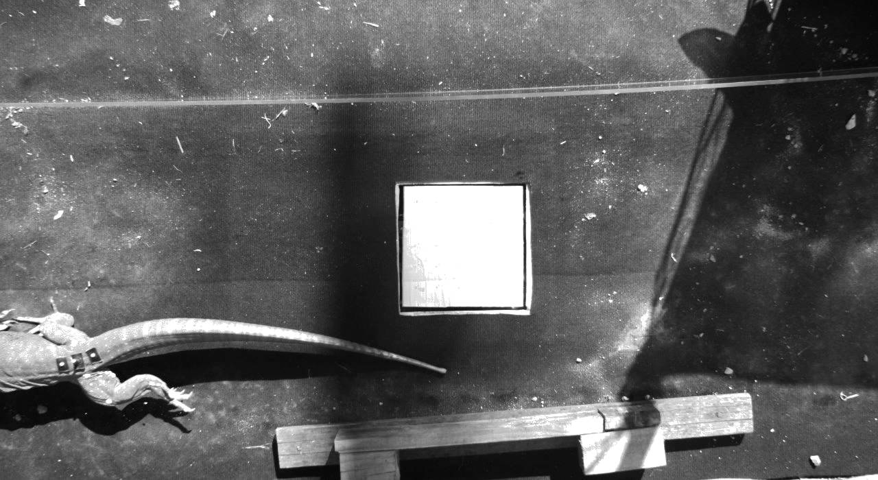 Varanus panoptes running in slow motion