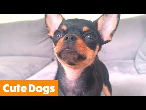 Funny Adorable Dogs | Funny Pet Videos