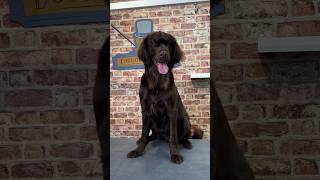 Doggy Daily Episode 283: Archie the Flat Coated Retriever #doggrooming #flatcoatedretriever