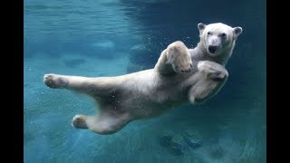 Amazing Underwater Polar Bear!