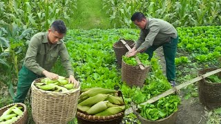Download Lagu Simple Life in the Countryside:Harvest Corn \u0026 Garden Vegetables to Earn a Living at the Local Market MP3 Download Lagu Simple Life in the Countryside:Harvest Corn \u0026 Garden Vegetables to Earn a Living at the Local Market MP3