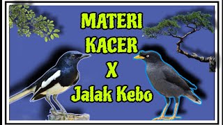 KACER GACOR dengan Materi KACER Vs Jalak Kebo