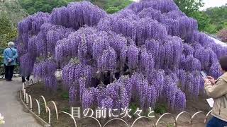 あしかがフラワーパークとひたち海浜公園　花ざんまいの旅(前編)