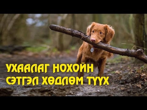 Видео: Нохойн айдас ба түгшүүр - Сэтгэл түгшсэн нохойг хэрхэн тайвшруулах вэ