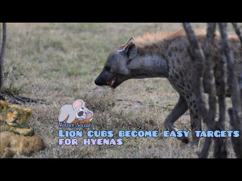 Video: Otroci so vabljeni, da vstopijo v tekmovanje turnirja TurfMutta 