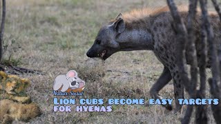 Lion cub saved from death | instan Karma for Hyena who wants to kill a sleeping lion cub