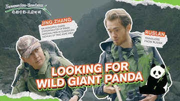 #ExperienceChina·TianfuSichuan#What do Russian want? Giant pandas in Sichuan, China俄罗斯人梦寐以求！中国四川的大熊猫