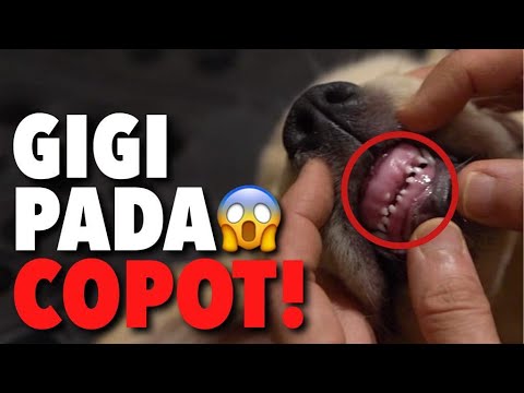 Video: Gigi Bayi Yang Tertahan Pada Anjing