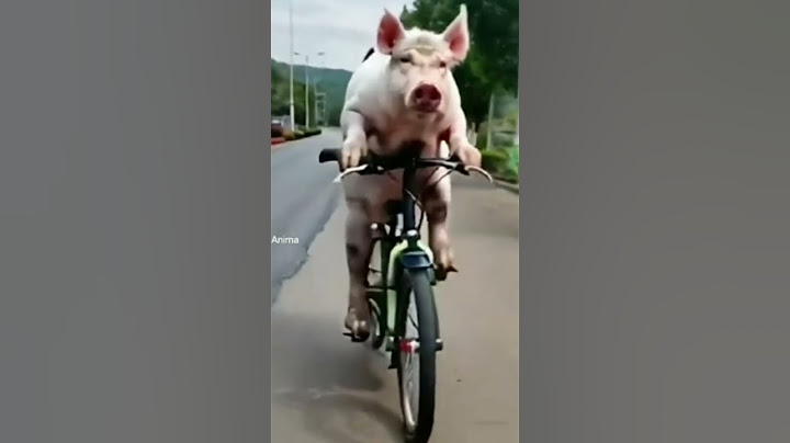Quando vc pensar que já viu de tudo um porco andando de bicicleta 🤣🤣🤣🤣