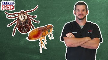 Pet 101: What Flea and Tick Medicine Is Best?