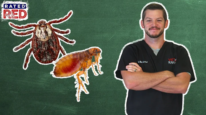 Pet 101: What Flea and Tick Medicine Is Best?